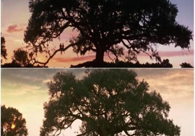 86353391_493616041590230_5827063928135352320_o