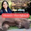 നിശ്ശബ്ദ നിലവിളികൾ  (അട്ടപ്പാടിയിലെ കർഷകരുടെ ദുരിത ജീവിതവും ആനകളുടെ അപമൃത്യുവും )
