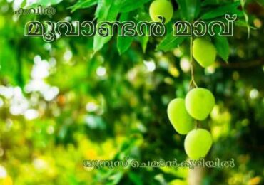 മൂവാണ്ടൻ മാവ്