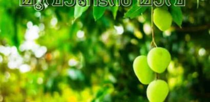 മൂവാണ്ടൻ മാവ്