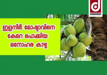 തേങ്ങ മോഷ്ടാവിനെ ക്യാമറ  കുടുക്കി