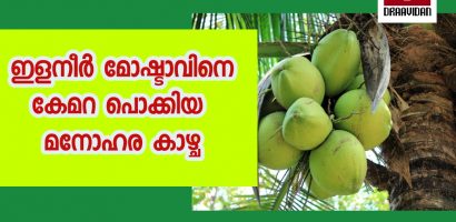 തേങ്ങ മോഷ്ടാവിനെ ക്യാമറ  കുടുക്കി