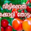 വീട്ടമ്മമാർക്ക് പരീക്ഷിക്കാം  തക്കാളി കൃഷിയത്ര മോശം കാര്യമല്ല