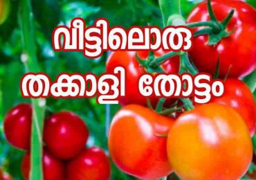 വീട്ടമ്മമാർക്ക് പരീക്ഷിക്കാം  തക്കാളി കൃഷിയത്ര മോശം കാര്യമല്ല