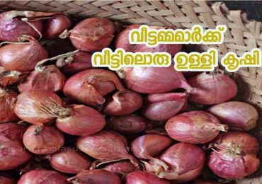 വീട്ടമ്മമാർക്കായ് വീട്ടിലൊരു ഉള്ളി കൃഷി