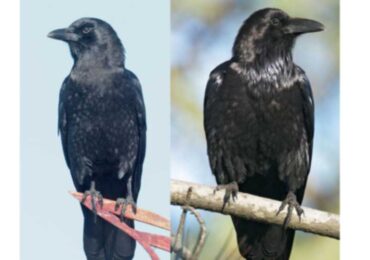 പക്ഷികളിൽ ഏറ്റവും ബുദ്ധിശക്തിയുള്ള വർഗ്ഗമാണ് കാക്കകൾ.