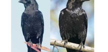 പക്ഷികളിൽ ഏറ്റവും ബുദ്ധിശക്തിയുള്ള വർഗ്ഗമാണ് കാക്കകൾ.