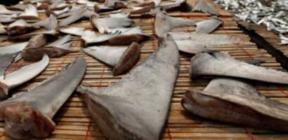 കടലില്‍ നിന്നും സ്രാവിനെ പിടിച്ച്‌ ജീവനുള്ളപ്പോള്‍ത്തന്നെ അവയുടെ എല്ലാ ചിറകുകളും മുറിച്ചെടുത്ത്‌ തിരികെ ജീവനോടെ കടലിലേക്കുതന്നെ വിടുക.