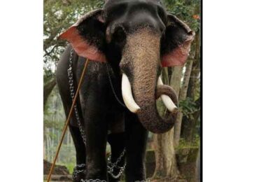 ഒരു ആനയുടെ, ആത്മരോദനം