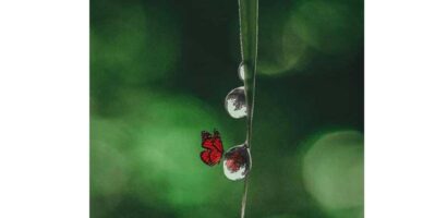 നിന്നോടുകൂടി  (Dileep  C Sukumaran)