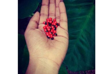 പെൺ വിത്ത്…