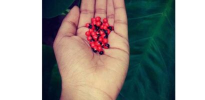 പെൺ വിത്ത്…