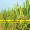 വിത്ത് സംഭരിച്ചില്ല ; നെൽക്കൃഷി പ്രതിസന്ധിയിലേക്ക് .