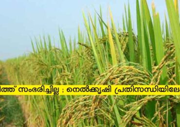 വിത്ത് സംഭരിച്ചില്ല ; നെൽക്കൃഷി പ്രതിസന്ധിയിലേക്ക് .