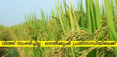 വിത്ത് സംഭരിച്ചില്ല ; നെൽക്കൃഷി പ്രതിസന്ധിയിലേക്ക് .