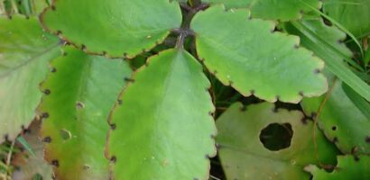 ഇലമുളച്ചി